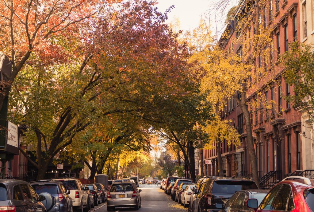 Fall foliage leave changing color in New York City 
