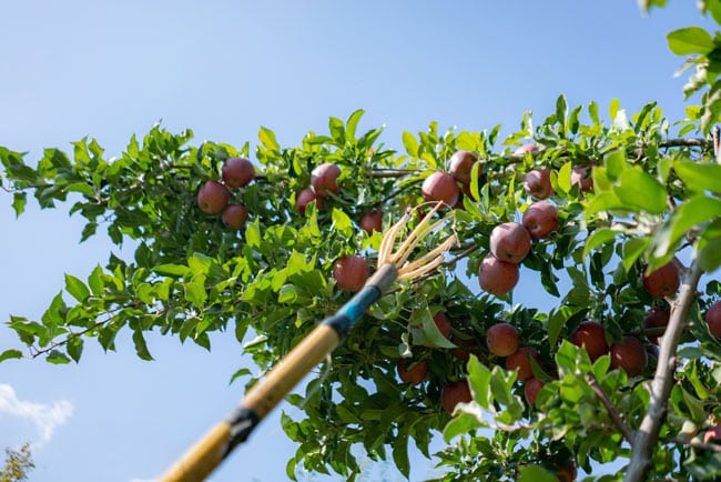 Apple picking pole. Best orchards for apple picking in the Hudson Valley, NY
