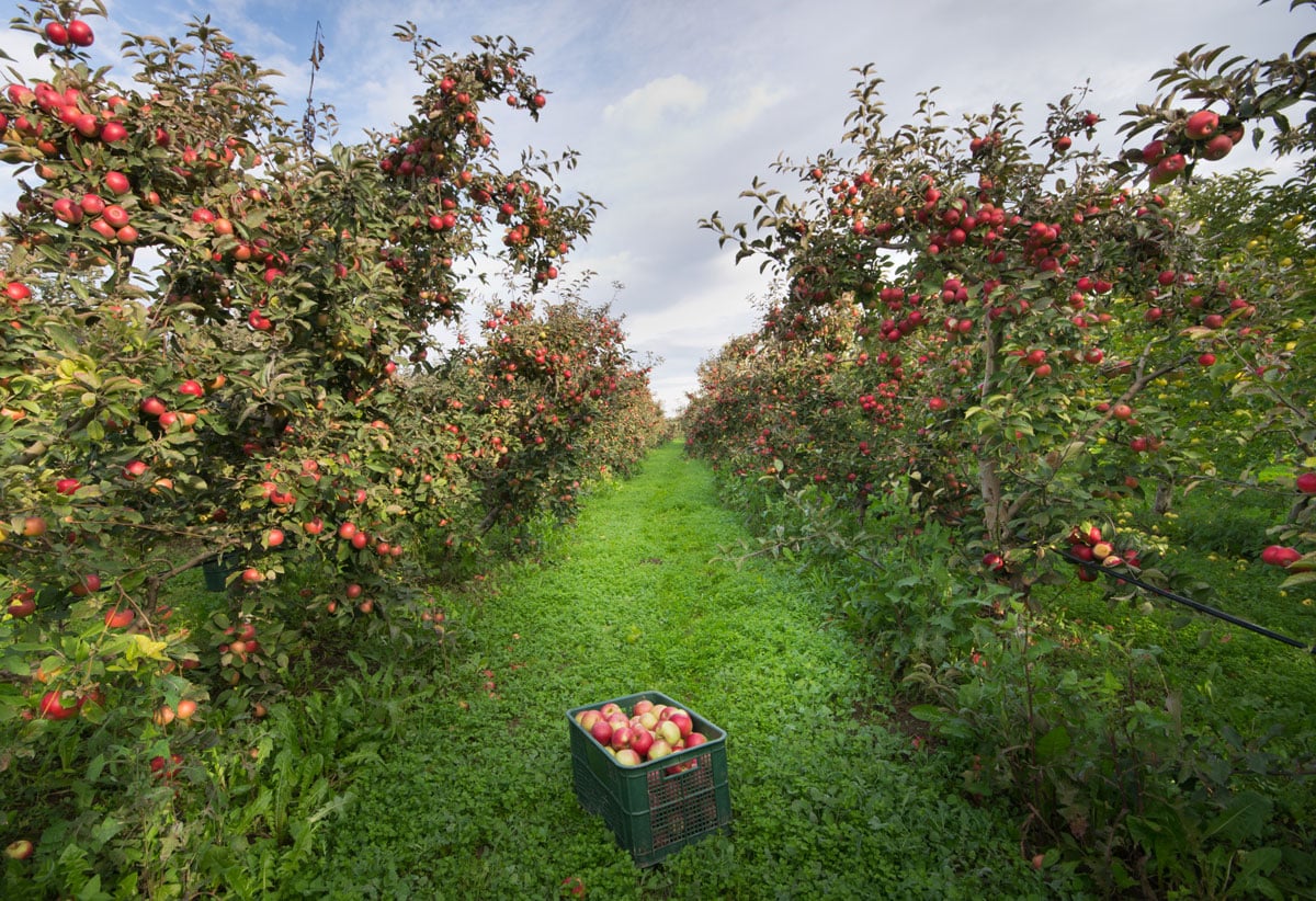 Best Orchards for Apple Picking in the Hudson Valley near New York City