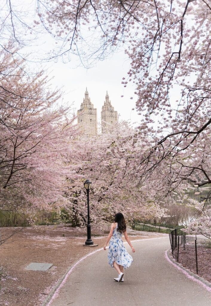 Central Park during peak cherry blossom at Cherry Hill
