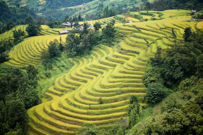 Ha Giang rice terrace