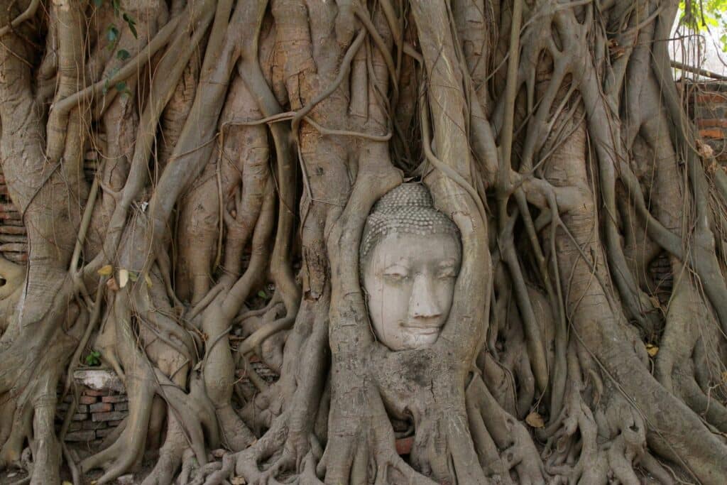 ayutthaya Buddha head in the tree trunk | How to get to Ayuttaya from Bangkok