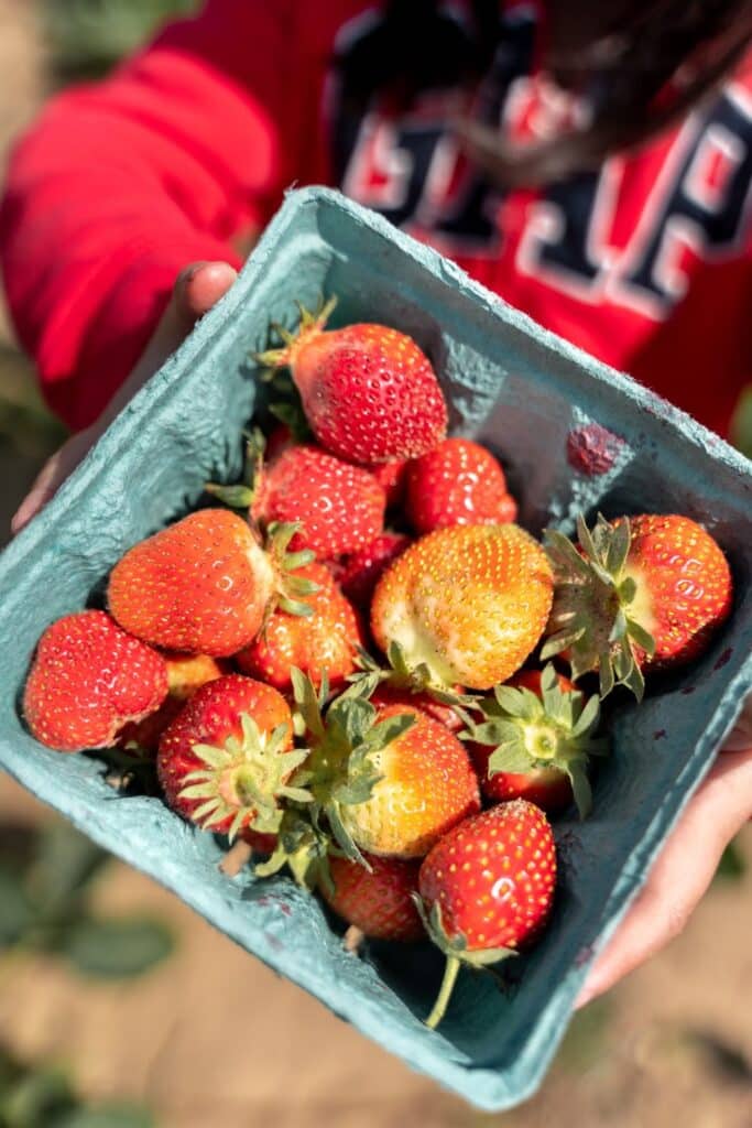 Lewin Farm strawberry picking in Long Island New York City