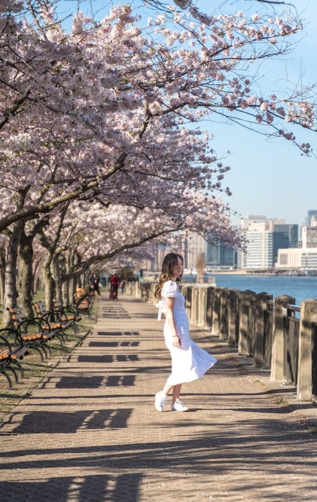 Roosevelt Island Cherry Walk in the spring