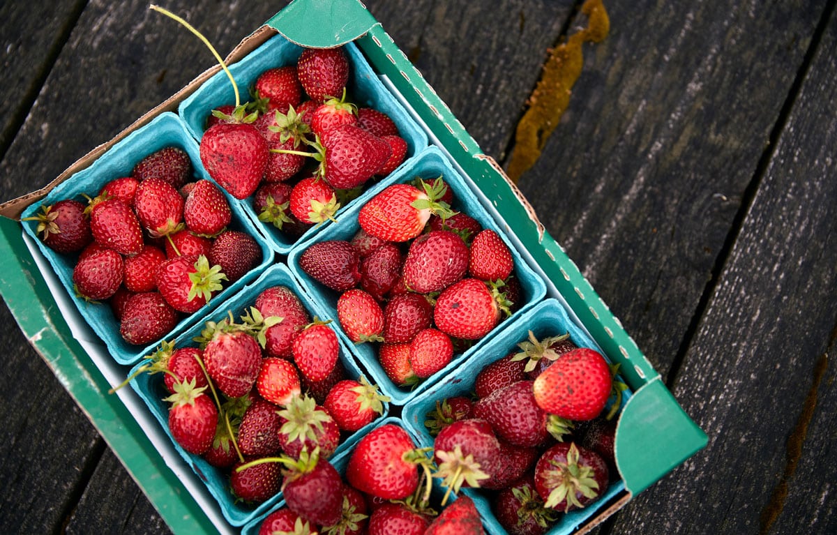 Strawberry Picking Near New York City (in New Jersey and Long Island)