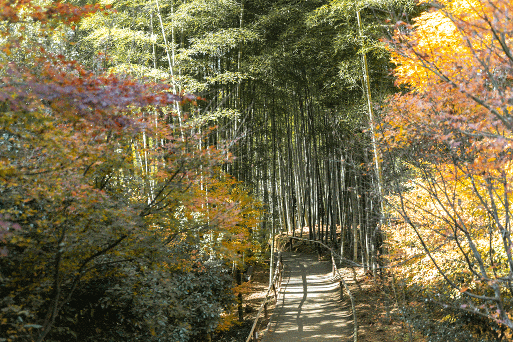 Kodaiji Temple bamboo forest