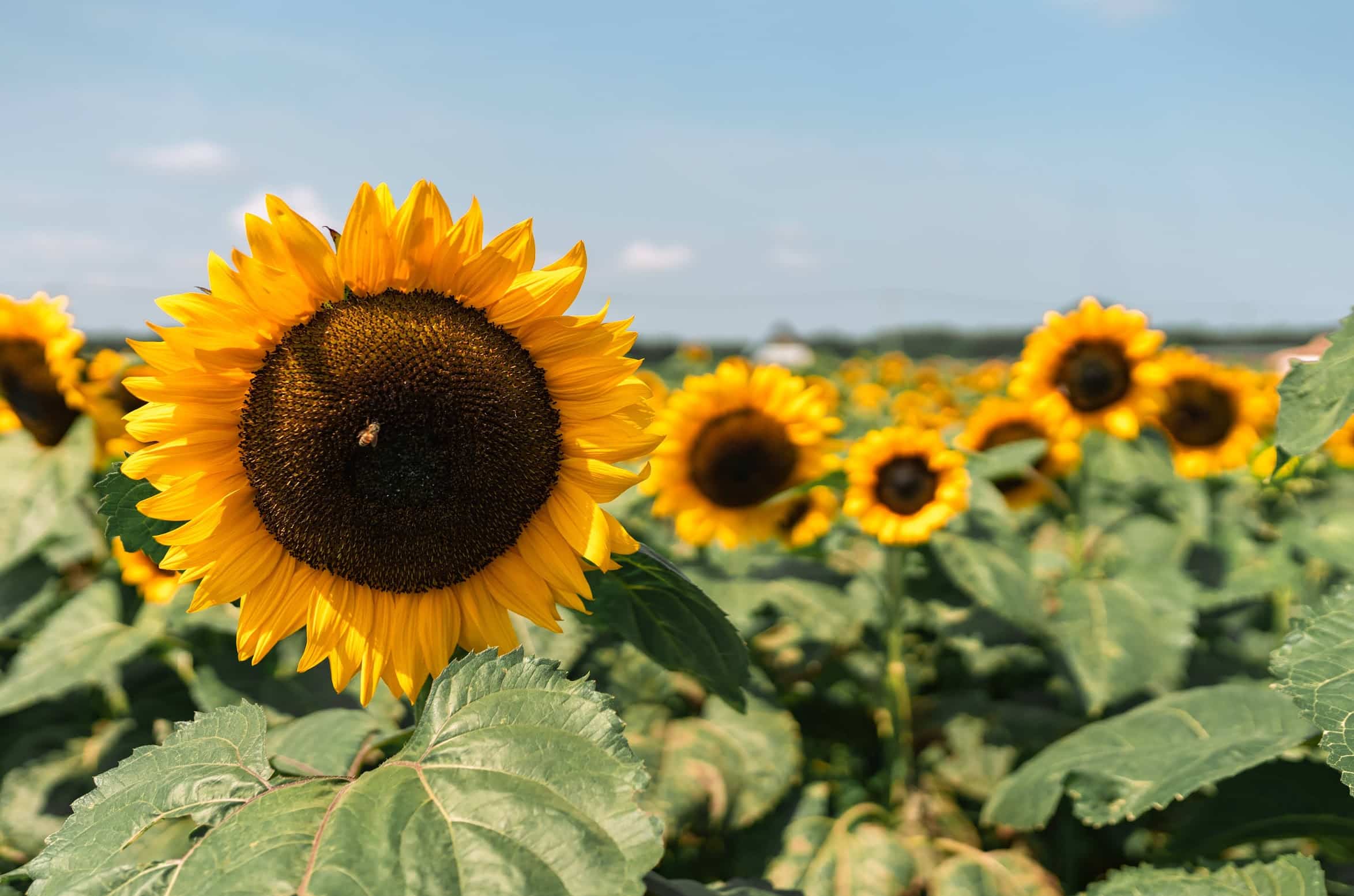 The Best Sunflower Fields Near NYC