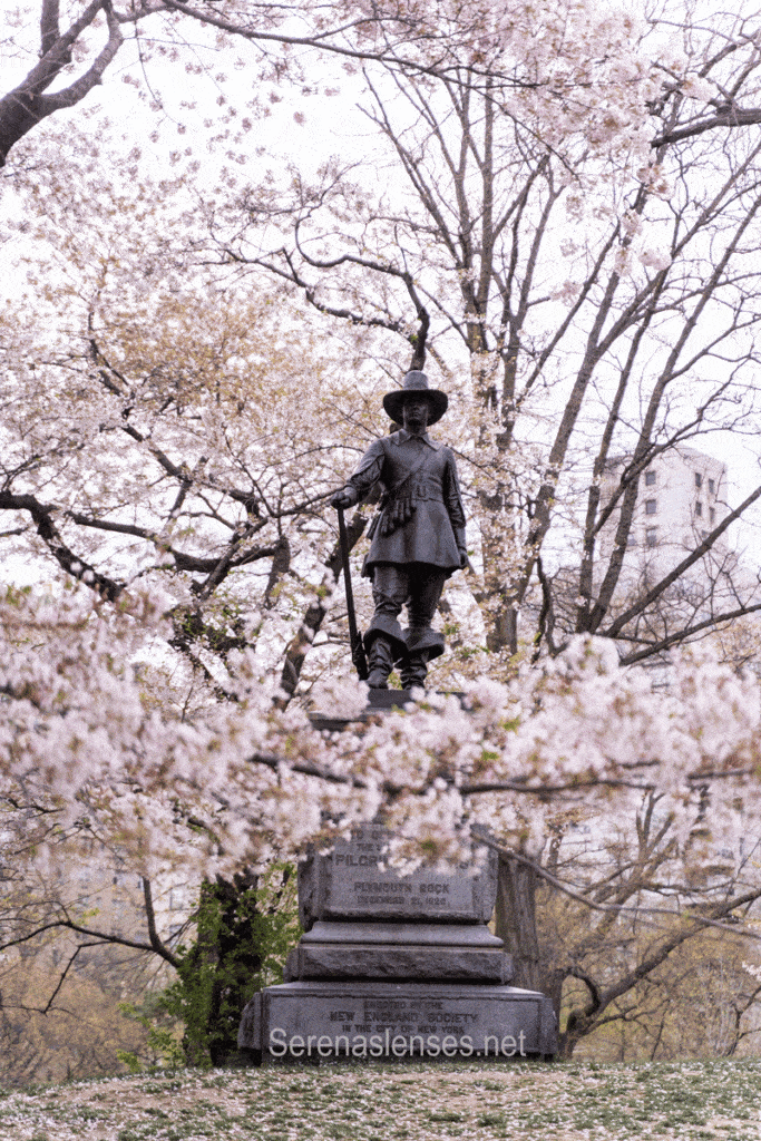 Central-Park-Pilgrim-hil-Cherry-Blossom-in-nyc