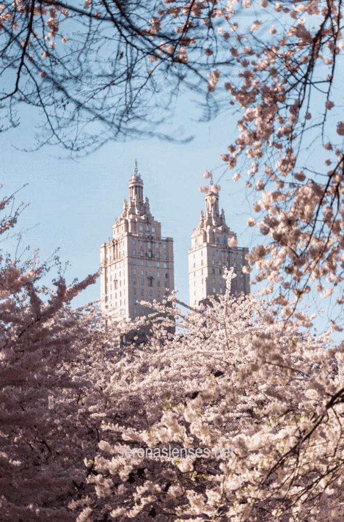Best places to see Cherry Blossoms in New York City: Cherry-hill-central-park-cherry-blossom